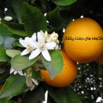 داستان کوتاه شکوفه های درخت پرتقال
