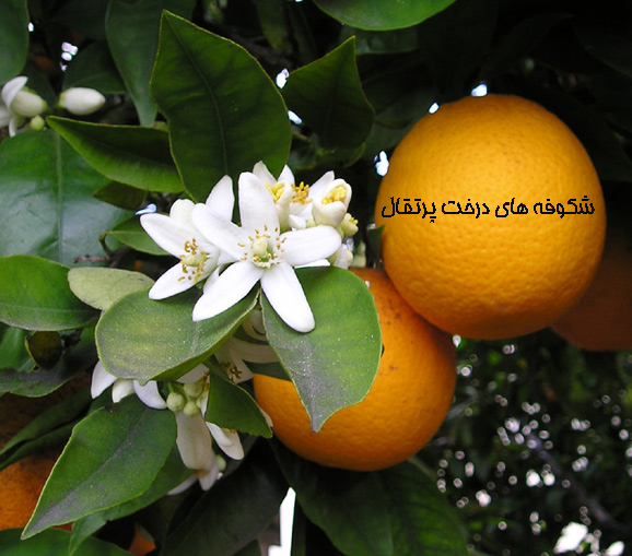 داستان کوتاه شکوفه های درخت پرتقال