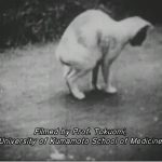 بیماری هولناک گربه رقصان